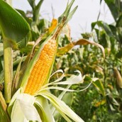 Cosecha récord de maíz que se vende más que la soja