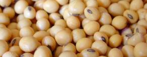 Menos soja comercializada en Argentina