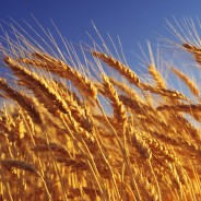 El trigo local castigado en el precio