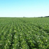 ¿Cuánto vale la tierra en las principales regiones?