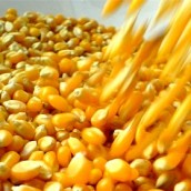 Rumores de inminente apertura de un cupo exportable de maíz