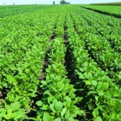 Buitres volando por el campo