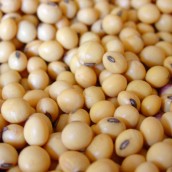 Una producción récord es un mal augurio para los precios de la soya