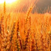 Por las lluvias la siembra de trigo se demoraria a junio