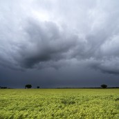 El clima y datos del USDA ayudan a los precios