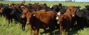 Un buen momento para convertir granos en carne