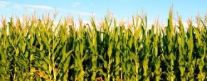 El maíz 2020/21 será afectado por el clima