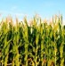 El maíz 2020/21 será afectado por el clima