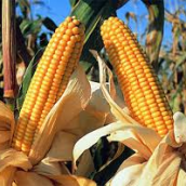¿Por qué limitar las exportaciones de maíz y si hay cereal?