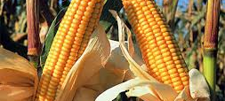 ¿Por qué limitar las exportaciones de maíz y si hay cereal?