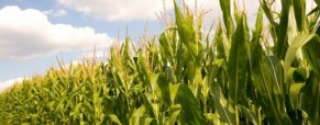 La siembra de maíz, amenazada por el potencial default de Argentina