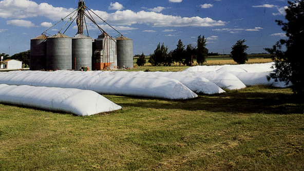 Ganadería: cuánto cuesta producir un silo bolsa de maíz – Imperio