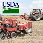 Sorpresa del USDA por menos soja y más maíz de lo esperado