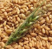El trigo local no se contagia del mercado externo
